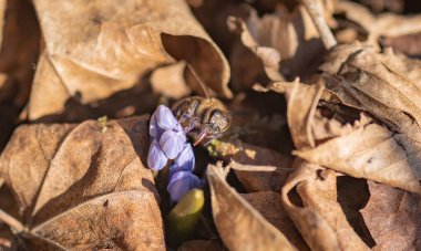 Çiçek açan Scilla bifolia çiçeğindeki vahşi Karpatya arısı