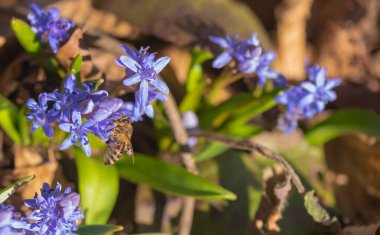 Çiçek açan Scilla bifolia çiçeğindeki vahşi Karpatya arısı