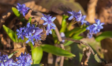 Çiçek açan Scilla bifolia çiçeğindeki vahşi Karpatya arısı