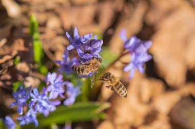 Çiçek açan Scilla bifolia çiçeğindeki vahşi Karpatya arısı