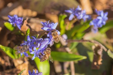 Çiçek açan Scilla bifolia çiçeğindeki vahşi Karpatya arısı