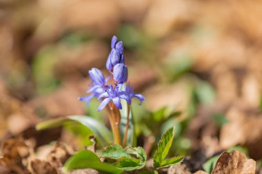 Dağ ormanlarında çiçek açan Scilla bifolia çiçekleri
