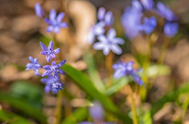 Dağ ormanlarında çiçek açan Scilla bifolia çiçekleri