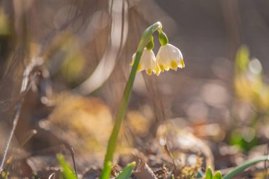 Bahar, bahar ormanlarında açan beyaz çiçek.