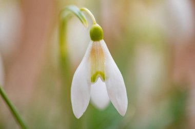 Çiçek açan bir kardamlası olan kök.