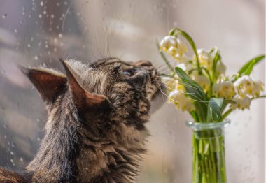 Bir buket çuha çiçeğiyle ve bir Maine Rakunu kedisiyle sakin bir hayat