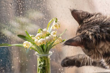 Bir buket çuha çiçeğiyle ve bir Maine Rakunu kedisiyle sakin bir hayat