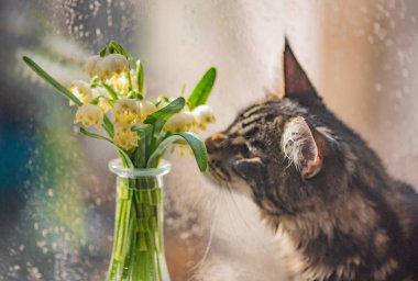 Bir buket çuha çiçeğiyle ve bir Maine Rakunu kedisiyle sakin bir hayat
