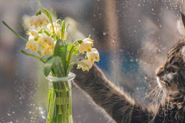 Bir buket çuha çiçeğiyle ve bir Maine Rakunu kedisiyle sakin bir hayat