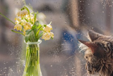 Bir buket çuha çiçeğiyle ve bir Maine Rakunu kedisiyle sakin bir hayat