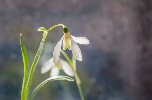 Still Life Blooming Snowdrops Sunlight — Stock Photo, Image