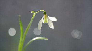 Gün ışığında çiçek açan kar damlalarıyla dolu bir hayat