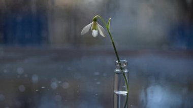 Gün ışığında çiçek açan kar damlalarıyla dolu bir hayat