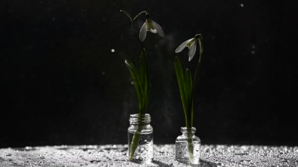 Gün Işığında Çiçek Açan Kar Damlalarıyla Dolu Bir Hayat — Stok video