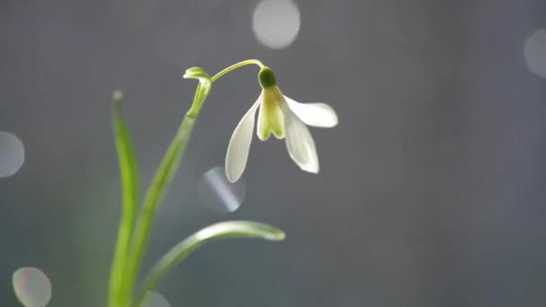 Still Life Blooming Snowdrops Sunlight — Stock Video