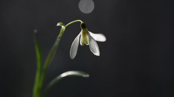 Natureza Morta Com Gotas Neve Florescentes Luz Solar — Vídeo de Stock