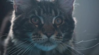 Maine Rakun kedi yavrusu gözlerini yakından takip ediyor.