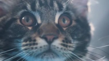 Maine Rakun kedi yavrusu gözlerini yakından takip ediyor.