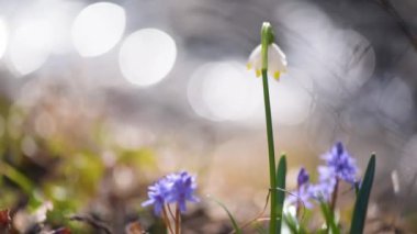 Bir dağ ormanında, rüzgârda sallanan çuha çiçeği.