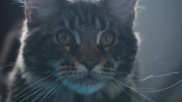Maine Coon Kitten Volgt Ogen Voet — Stockvideo