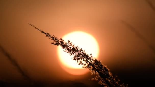 Захід Сонця Через Суху Пухку Рослину — стокове відео