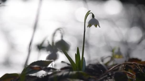 Primrose Sways Wind Mountain Forest — Stock Video