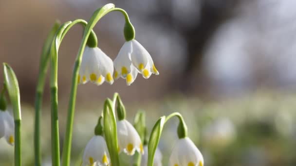 Primrose Oscille Dans Vent Dans Une Forêt Montagne — Video