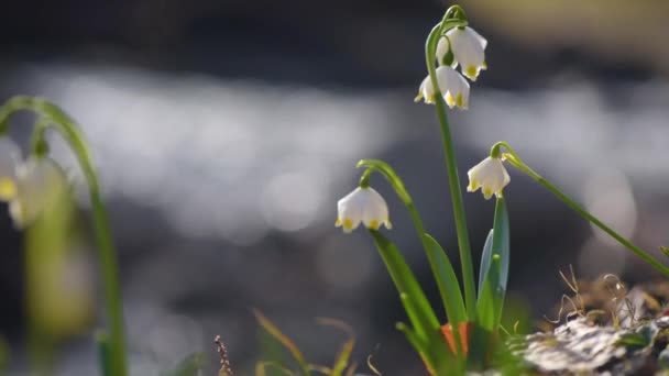 Primrose Houpe Větru Horském Lese — Stock video