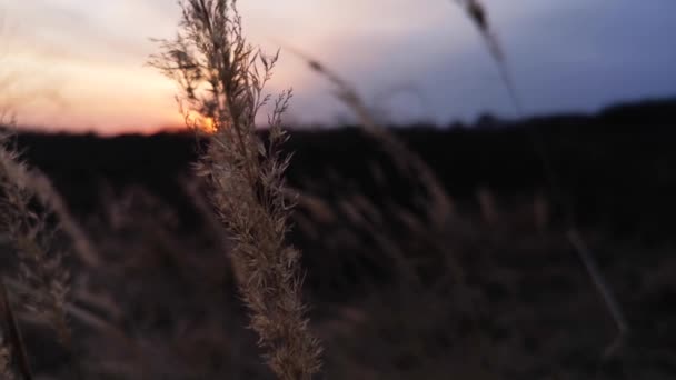 Sonnenuntergang Durch Eine Trockene Flauschige Pflanze — Stockvideo