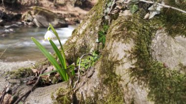 Bir dağ ormanında, rüzgârda sallanan çuha çiçeği.