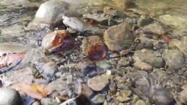 Bahar mevsiminde bir dağ nehrinin berrak şeffaf suyu.