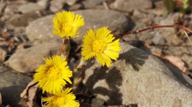 Parlak sarı çiçekler anne ve üvey anne bir dağ nehrinin kıyısında