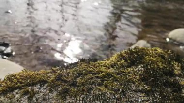 Bahar mevsiminde bir dağ nehrinin berrak şeffaf suyu.