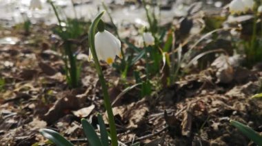 Bir dağ ormanında, rüzgârda sallanan çuha çiçeği.