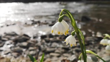 Bir dağ ormanında, rüzgârda sallanan çuha çiçeği.