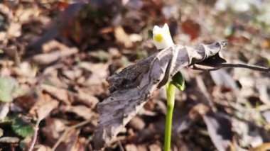 Beyaz bir çuha çiçeği yaprakların arasından fışkırır.