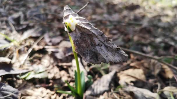 Fiore Primula Bianca Irrompe Attraverso Una Foglia — Video Stock