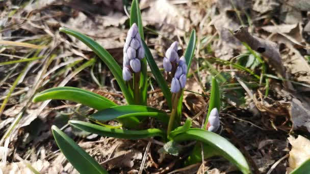 Ανθισμένα Λουλούδια Scilla Bifolia Στο Ορεινό Δάσος — Αρχείο Βίντεο