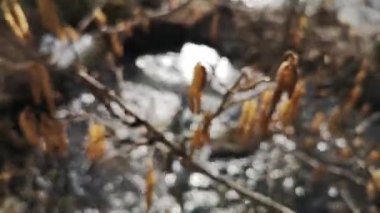 Rüzgarda çiçek açan fındık ağacı dalı