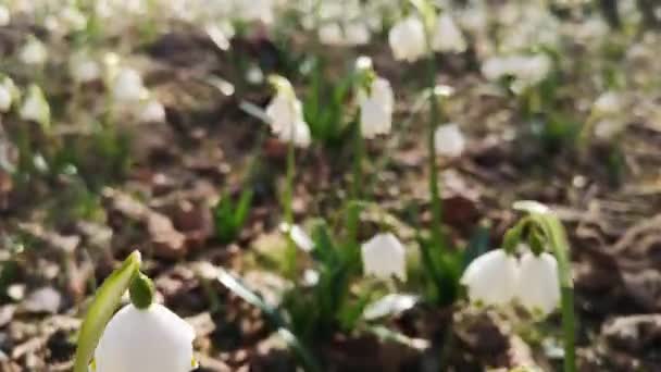 Prímula Oscila Vento Uma Floresta Montanha — Vídeo de Stock