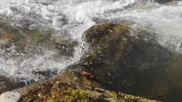 Fluxo Água Transparente Clara Rio Montanha Primavera — Vídeo de Stock
