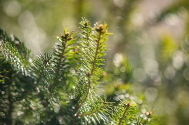 Karpatlar 'ın bahar ormanlarındaki ağaçlar.