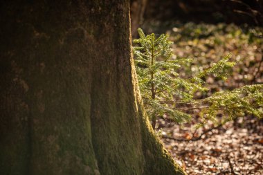 Karpatlar 'ın bahar ormanlarındaki ağaçlar.