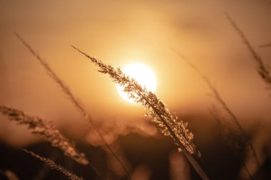 Kuru, kabarık bir bitkiden gün batımı