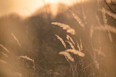 Gün batımında rüzgarda savrulan tarla bitkileri