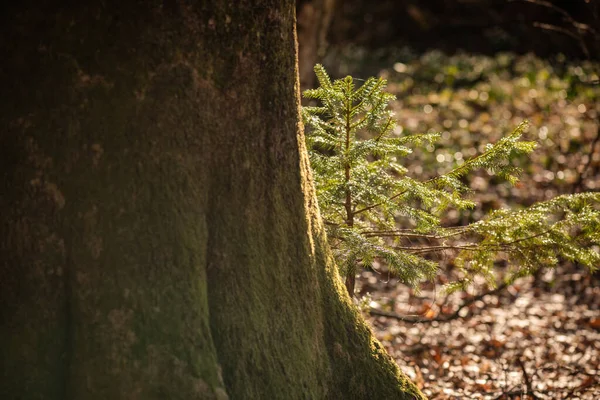 Copaci Pădurea Muntoasă Primăvară Din Carpați — Fotografie, imagine de stoc