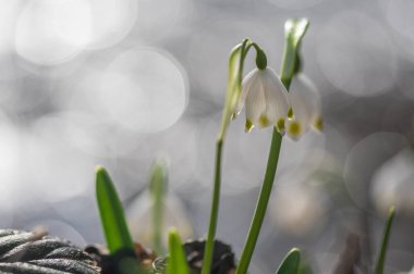 Bir dağ ormanında, rüzgârda sallanan çuha çiçeği.