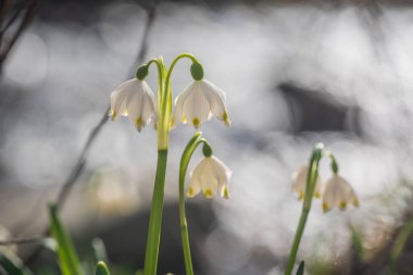 Bir dağ ormanında, rüzgârda sallanan çuha çiçeği.