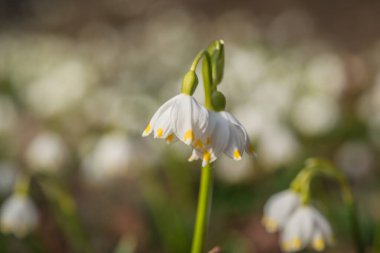 Bir dağ ormanında, rüzgârda sallanan çuha çiçeği.