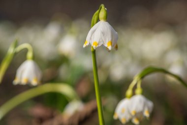 Bir dağ ormanında, rüzgârda sallanan çuha çiçeği.